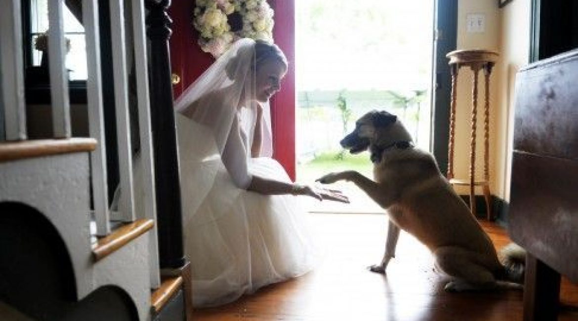 Pets No Casamento