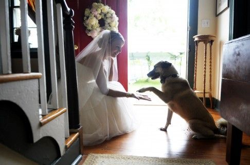 Pets No Casamento