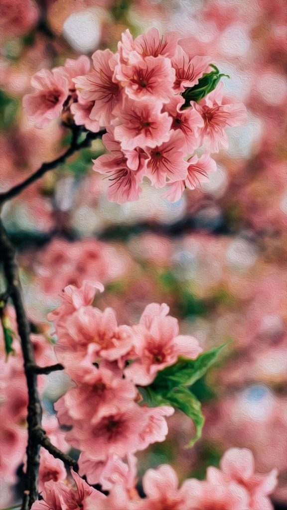 Flores para casamento no inverno: Flor de Cerejeira